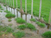 This Disposal Field was installed by a third party Drain Layer on another companies Wastewater Treatment Plant. Wright Tanks Ltd was called after the client was given the run-a-round by the Drian Layer. We installed extra field as it was determined the design of the field was under specified for the loading on the system and the soil type was miss diagnosed.
