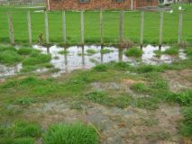 Overloading disposal field. Look closely you can see in the foreground the black tell tail signs of Anaerobic areas caused by an overloading  disposal field and ground water intrusion.